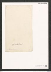 Nitzschia bilineata Grun. (de-Toni-Nr.: Genus 47, Species 2035) Zeichnungen Sammlung Grunow (NHMW-BOT-W0371828)
